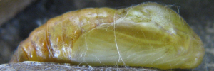 Pupae